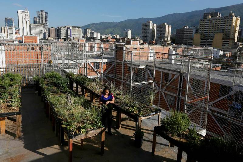 Militza Perez dyrkar urter og paprika i takhagen sin i hovudstaden Caracas i Venezuela. Ho gjer det for å kunne ete sunnare, fordi grønsaker anten er veldig dyre i butikken eller umogleg å få tak i.