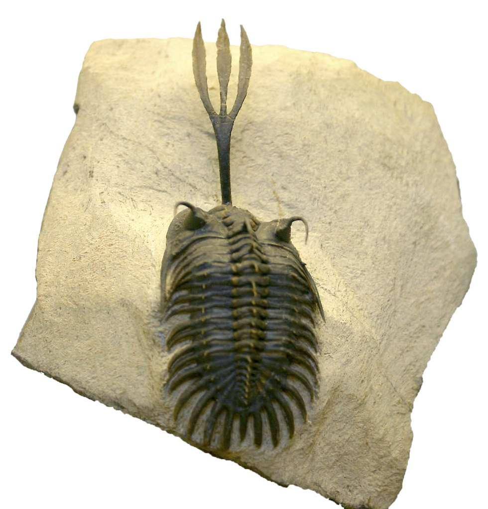 Denne skapningen heter Walliserops trifurcatus og ble funnet ved Djebel Oufaten i Marokko. I Jordens kambrium-periode for 500 millioner år siden oppstod for mange arter på for kort tid til å forklares med evolusjon, mener forfatteren og vitenskapsmannen Stephen C. Meyer, som har gitt ut boka .