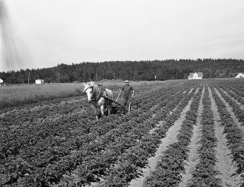 En bonde på Sem i Vestfold kjører hest og plog gjennom potetåkeren (1958).