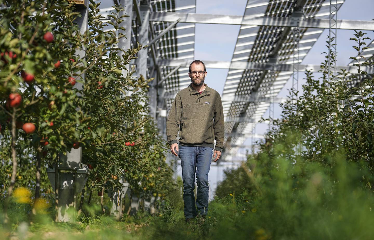 Epletrærne til Christian Nachtwey trives godt under taket av solcellepaneler. Foto: Martin Meissner / AP / NTB
