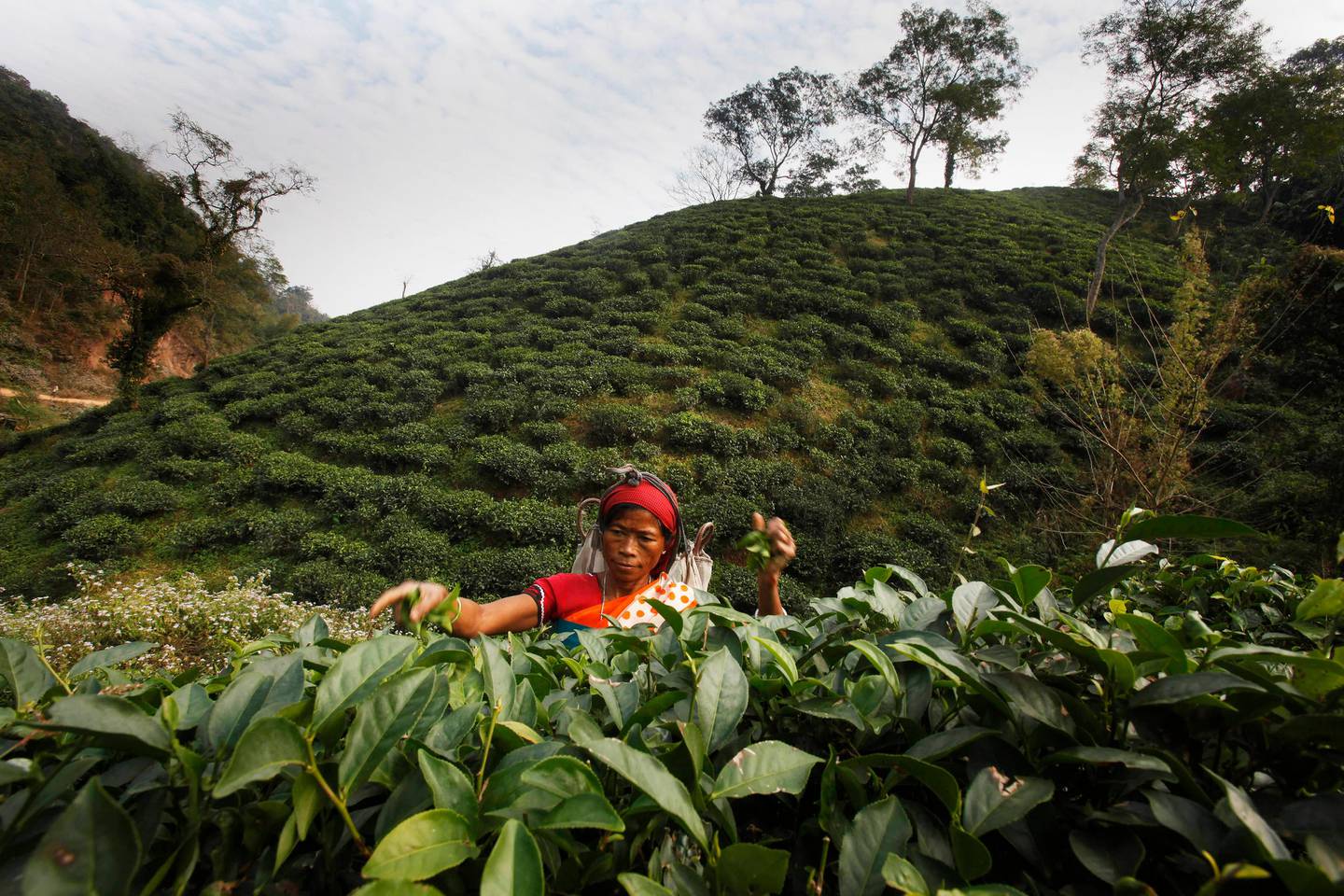 An Indian laborer plucks tea leaves at a tea garden in Amchong tea estate, about 45 kilometers (28 miles) east of Gauhati, India, Friday, Dec. 31, 2010. Tea growers in northeastern India say climate change has hurt the country's tea crop, leading not just to a drop in production but also subtly altering the flavor of their brew. (AP Photo/Anupam Nath)