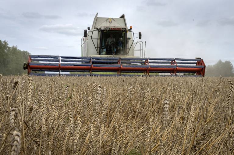 A harvester collects wheat in the village of Zghurivka, Ukraine