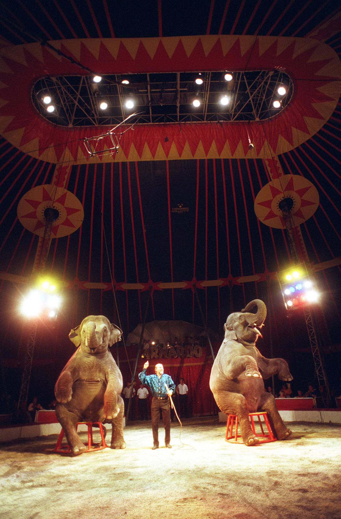 
Sirkus Arnardo. Sirkuselefantene er et klassisk og velkommende innslag hos Cirkus Arnardo.(Foto: Heiko Junge, NTB Pluss)
/ sirkus /