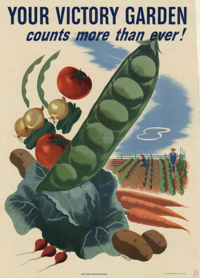 Bønner, tomater, salat, rødbeter, bladbete kålrabi og erter var grønnsaker amerikanerne ble anbefalt å dyrke. De skulle være lettdyrkelige og samtidig rike på vitaminer.