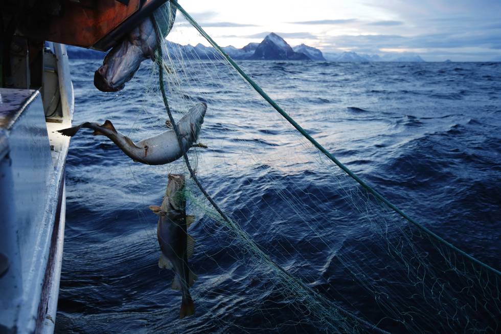 SENJA  20150115.
Skipper Trond Dalgård (51) og Jan Gunnar Johansen fisker etter skrei på havet ved Gryllefjord på utsiden av Senja. Begge er oppvokst på øya og har havet som nærmeste nabo og arbeidsplass. Det årlige skreifiske starter i januar og varer til april. Fisken er etterspurt over hele verden og årlig eksporteres det torsk for 12 milliarder, hvorav  skreien utgjør en verdi på 7.2 milliarder. Det er fler enn fiskerne på Senja som er på jakt etter mat. Hvalen er på jakt etter sild og er et fantastisk skue i den storslåtte men ville naturen.
Foto: Cornelius Poppe / NTB