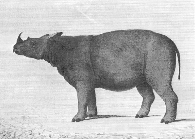 Den første tegningen av det første eksemplaret av sumatranesehornet som vesltige vitenskapsmenn kjente til. Sumatraneshornet som lever i seks populasjoner på Sumatra, Borneo og Malayahalvøya står på randen av ­utryddelse. Man regner med at det er rundt 100 dyr igjen.