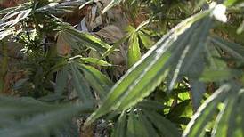 Misjonær dyrket cannabisplante