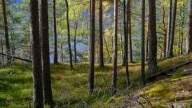 Staten betalar staten for skogvern