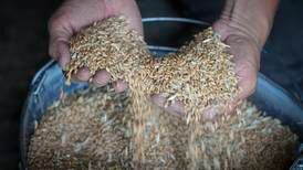 Russland vil trekke seg fra kornavtale med Ukraina