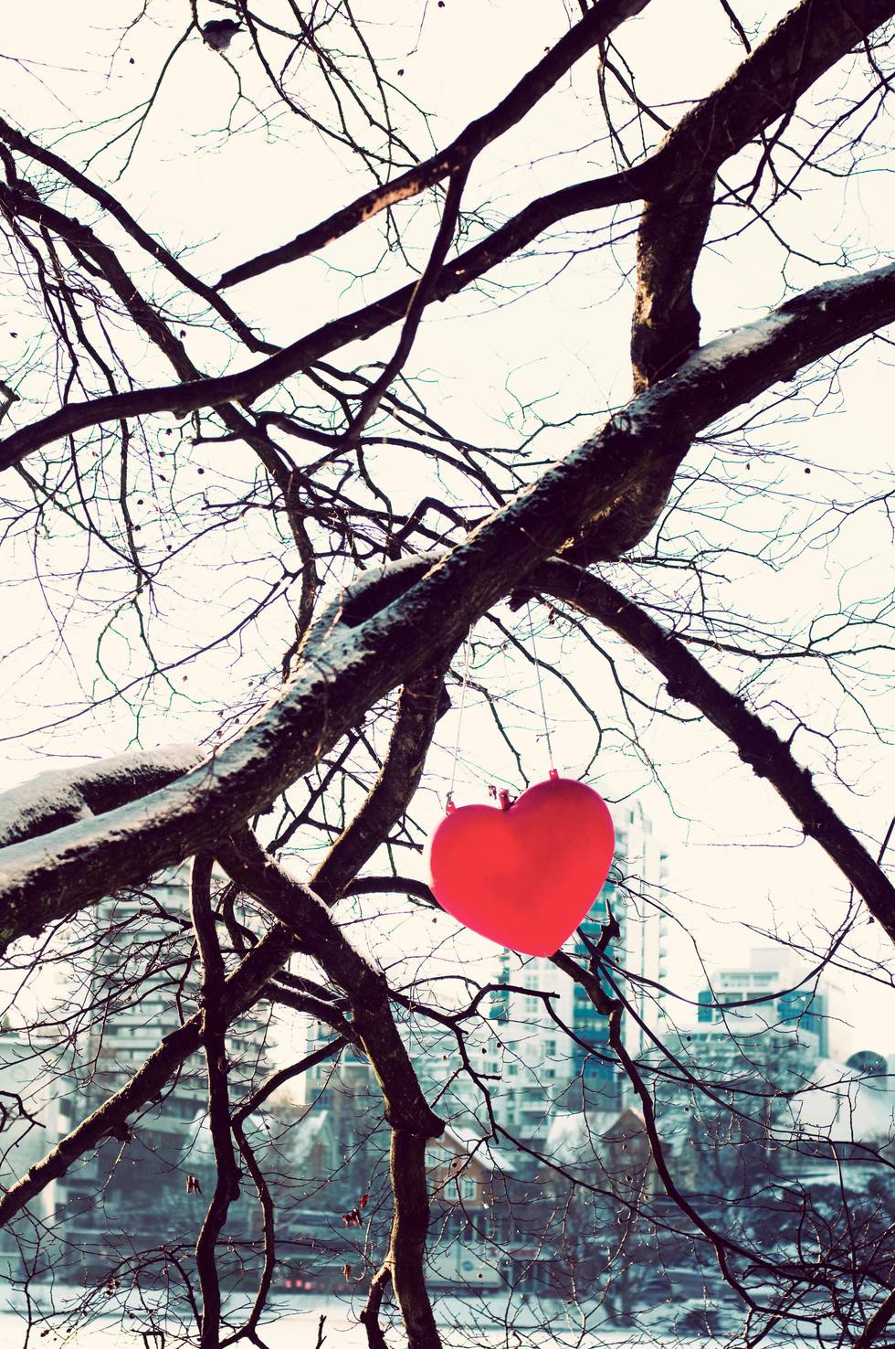 Illustrasjon kjærlighet vinter tre trær snø frost hjerte rød rødt
