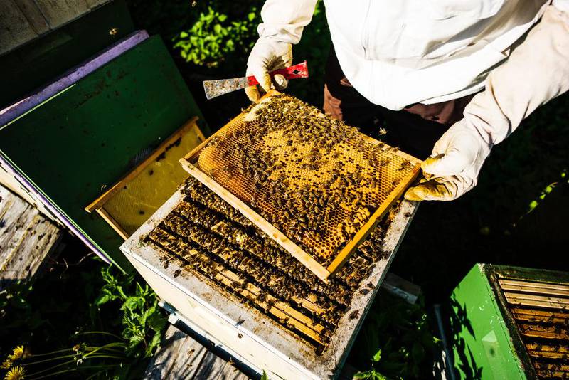 Biene til birøkter og pensjonist Roar Habberstad (71) lever i beste velgående i kubene på Øverland gård.