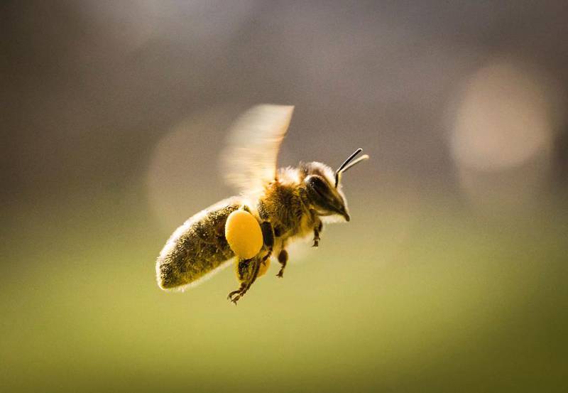 En bie flyr med pollen. Studier viser at biene kan øke kaffeavlingen med opptil 50 prosent. 