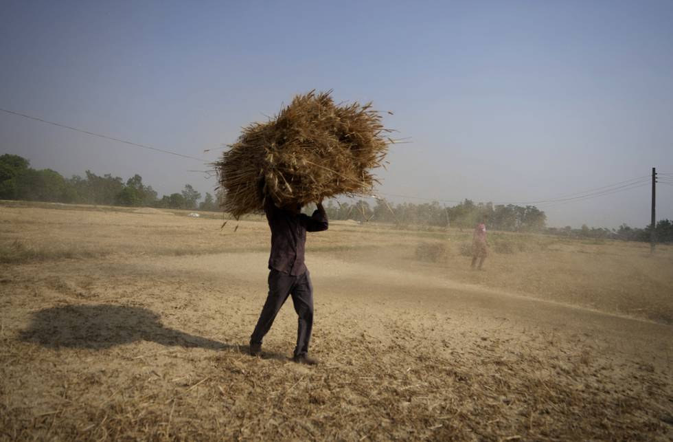 FILE- An Indian farmer carries wheat crop harvested from a field on the outskirts of Jammu, India,  April 28, 2022. India on Sunday said it has kept a window open for food-deficit countries to import wheat from the country at the government level despite restrictions on export announced two days ago. (AP Photo/Channi Anand, File)