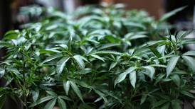 Stor studie: Cannabis som medisin bedrer ikke psykiske lidelser