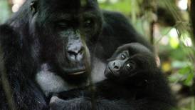 Kjemper for fjellgorillaer i Kongo og Uganda