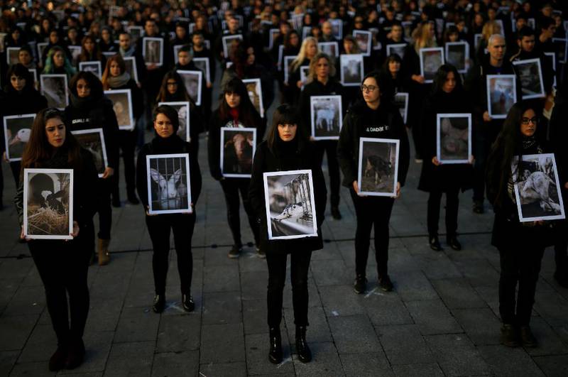 Dyrevernere i Madrid markerte det de kalte Den internasjonale dyrerettighetsdagen 10. desember i år, som offisielt er kjent som Den internasjonale menneskerettighetsdagen. Demonstrantene holder opp bilder av dyr de mener blir mishandlet, og protesterte mot den behandlingen dyr generelt gis.