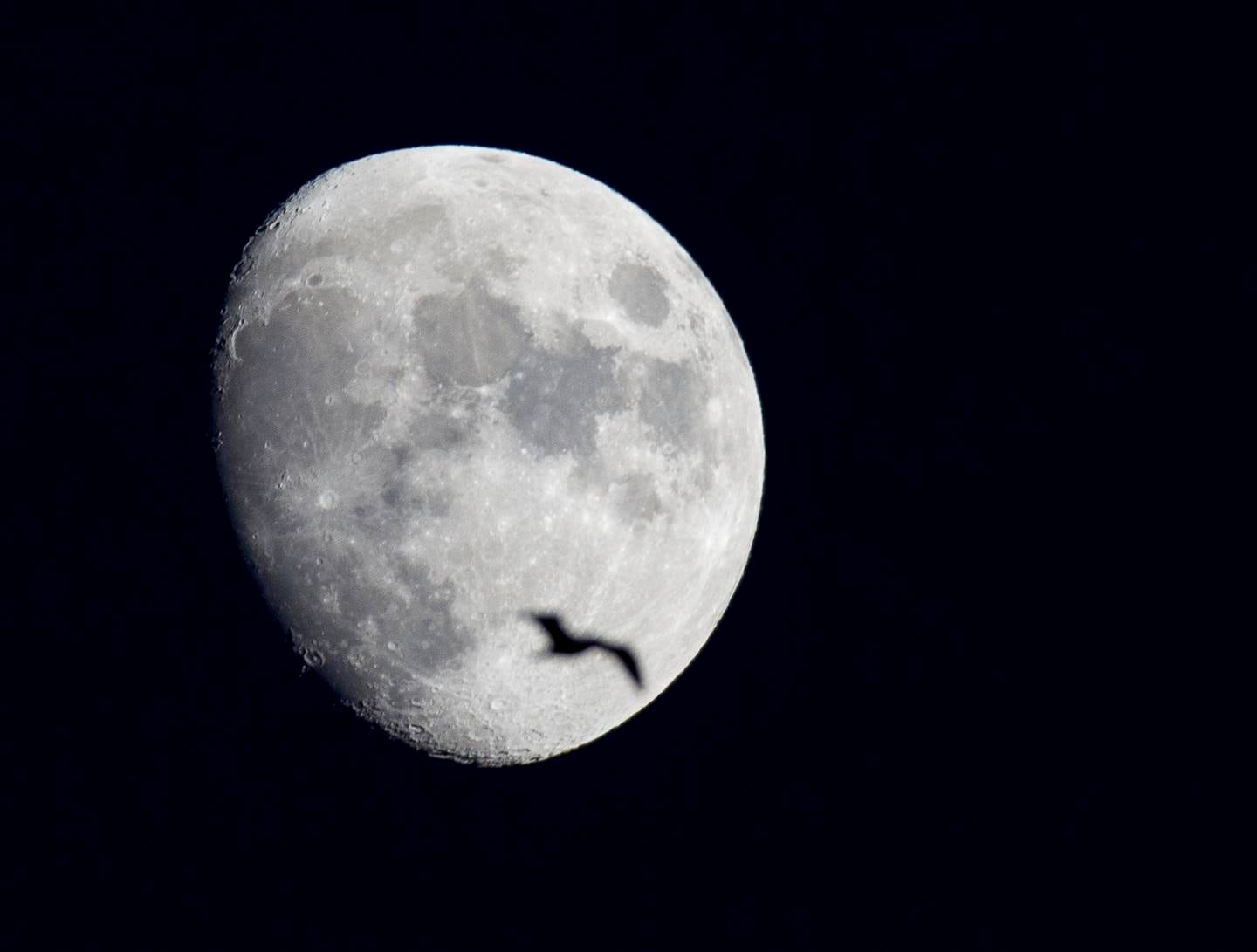 En fugl flyr forbi månen