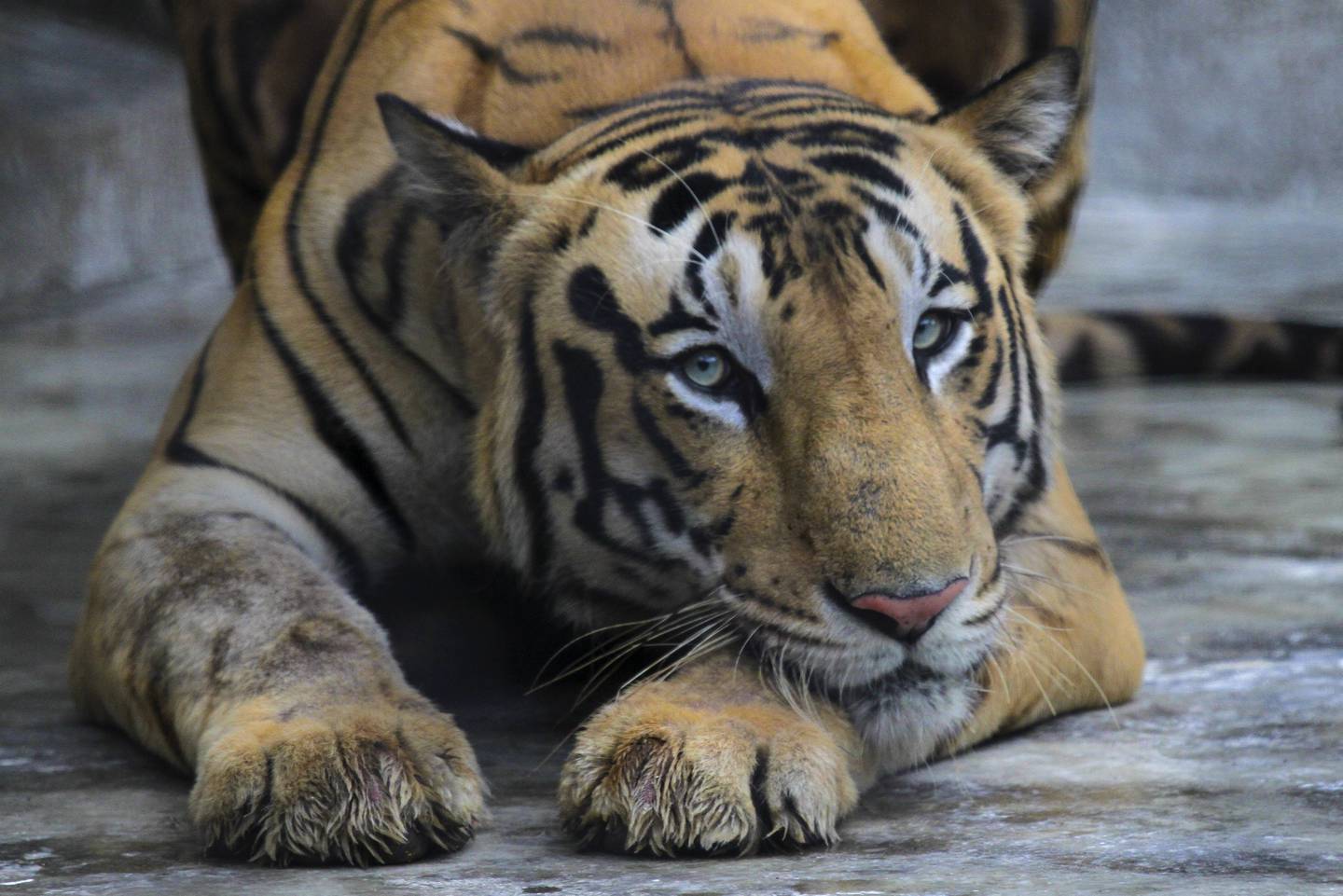 En tiger hviler i varmen Alipore zoo i Kolkata i India. Foto: Bikas Das / AP / NTB