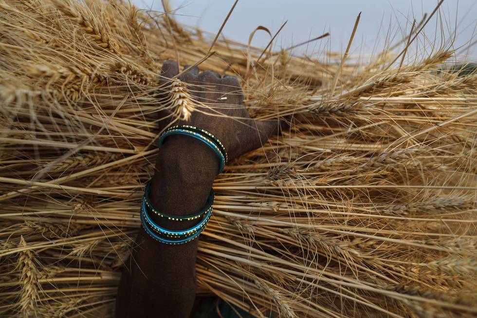 En indisk hvetebonde bærer avlinger etter innhøsting i april. Foto: Rajesh Kumar Singh / AP / NTB
