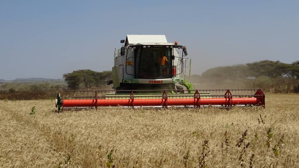 Hvetehøsting i Tanzania (2021)