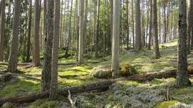 Regjeringen kutter 173 millioner kroner til skogvern