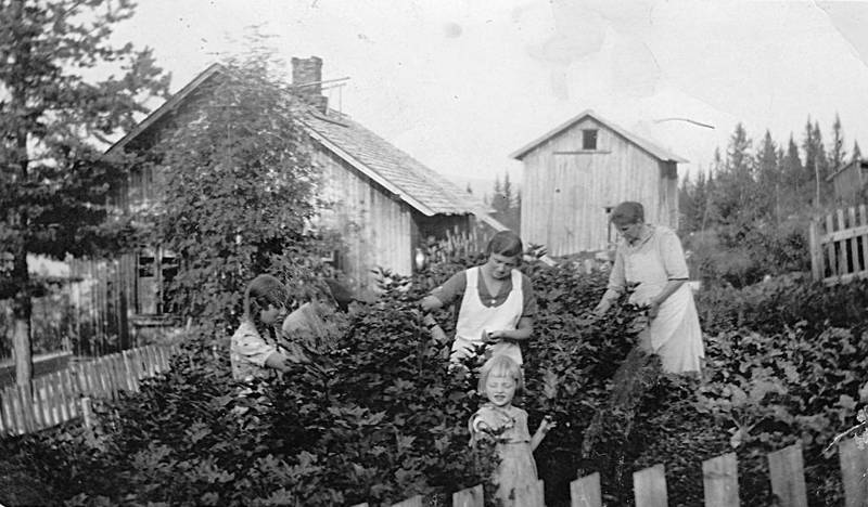 Familien er samlet til ripssanking i hagen til mormor. Det er Kari Vetlsen som liten jente som står ved den fremste busken.