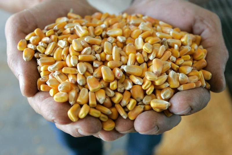 USA er verdas største produsent av mais. Men berre ti prosent går til menneskeføde.