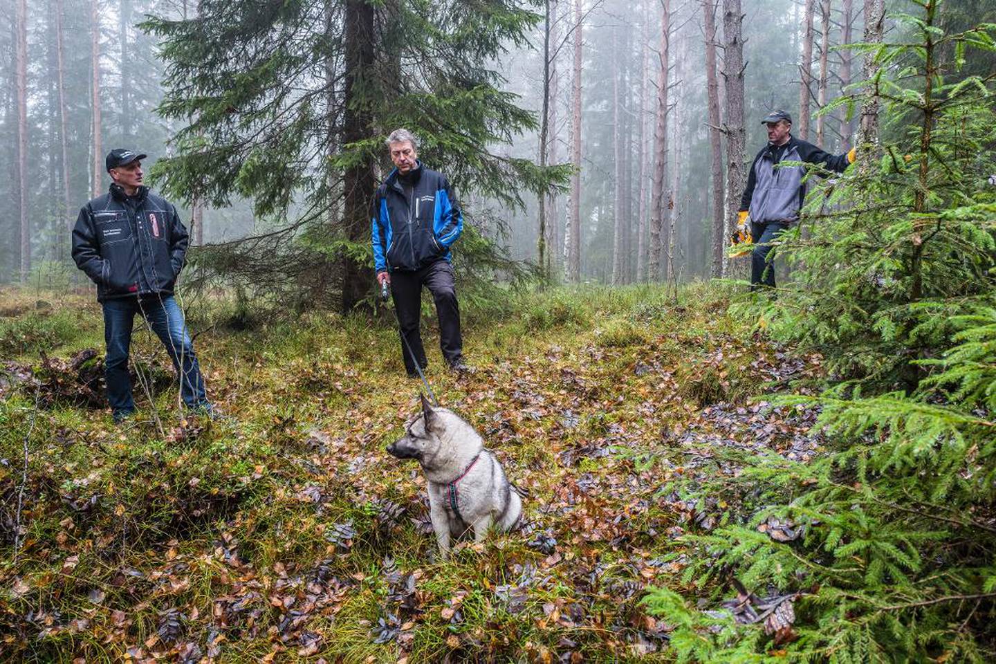 De plukker ut grantrærne som skal til byer i utlandet, Oslos skogforvaltere: Jon Karl Christiansen, Knut Johansson og Lasse Henriksen.
