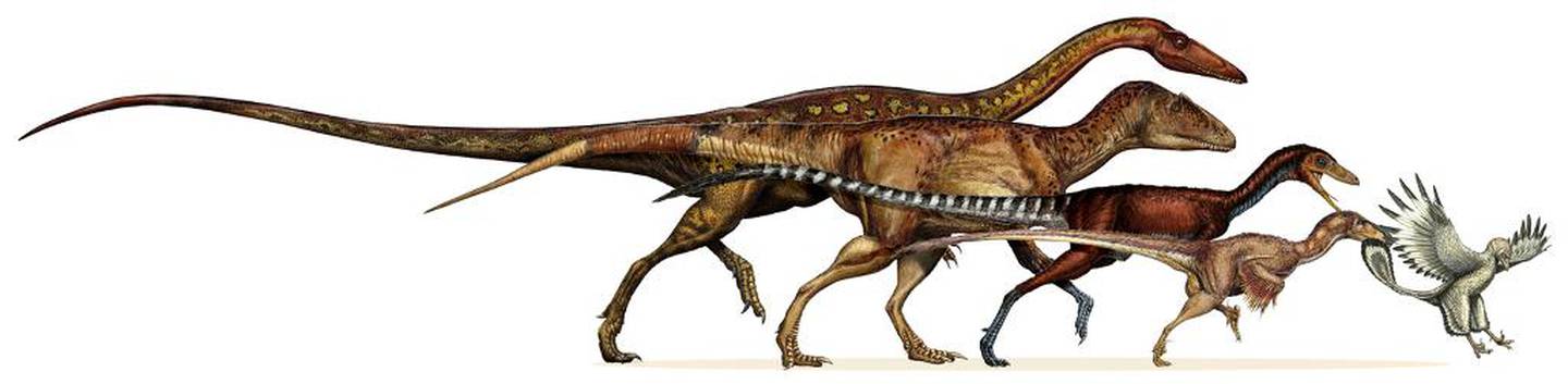 De siste dinosaurer forsvant for rundt 65 millioner år siden. Illustrasjonen viser hvordan dinosaurene krympet i kroppsstørrelse gjennom en periode på 50 millioner år. Vår tids fugler skal være utviklet fra en type dinosaurer.