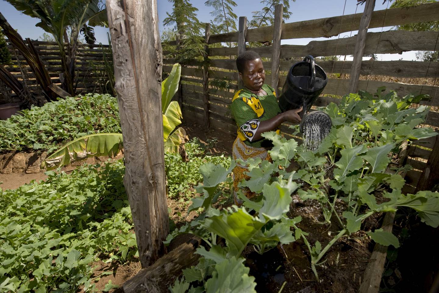 I Lunyanywi driver Destuta Mlelwa (avbildet) og Isaya Mlelwa et mønsterbruk. Etter at de la om driften, produserer de tre ganger så mye. Tre år på rad har de blitt premiert i den landsomfattende konkurransen hvor den beste gården i Tanzania blir kåret. Bildet er tatt i 2010.