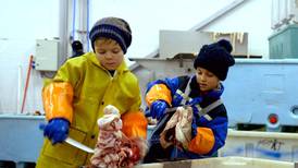 Barnlig blikk på fiskeindustrien i Tungeskjærerne