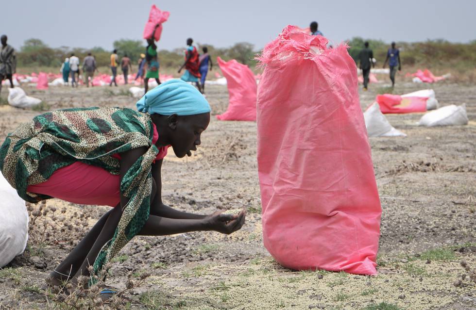 Over sju millioner mennesker er avhengig av nødhjelp i et Sør-Sudan som er herjet av krig og massive overgrep mot befolkningen. Denne kvinnen plukker opp sorghumkorn fra bakken etter et flydropp av nødhjelp fra Verdens matvareprogram (WFP) i byen Kandak tidlig i mai.