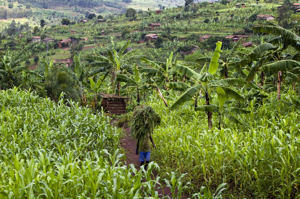 Investeringsfondet til staten for utviklingsland vil nå ut til fleire afrikanske landbruksaktørar. Her frå den sørlege delen i Rwanda. Foto: Heiko Junge / NTB