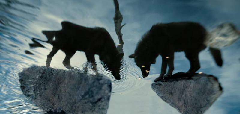 Speilbildet: To ulver synes nesten å speile seg i vannet i dette drømmeaktige bildet fra Shadow Within. Det krevde mange møter med ulvene å oppnå den nødvendige tilliten til å komme tett på og finne fram til kroppsspråk hos dyrene som speiler noe i oss mennesker, forteller Christian Houge.