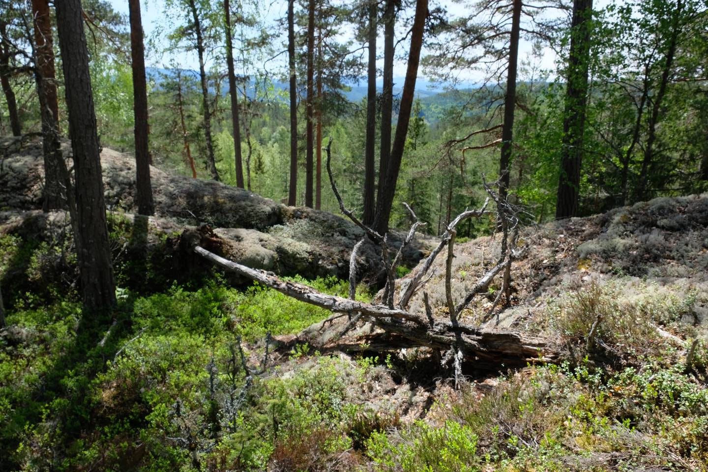 Naturreservat ved Follsjå ved Notodden, gammelskog, naturskog
