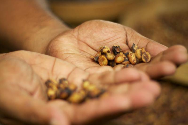 Halvfordøyde kaffebønner fra møkka til palmesivetten, ble til verdens dyreste kaffe. Men det er bare å holde seg langt unna, skriver Anne Sverdrup-Thygeson.
