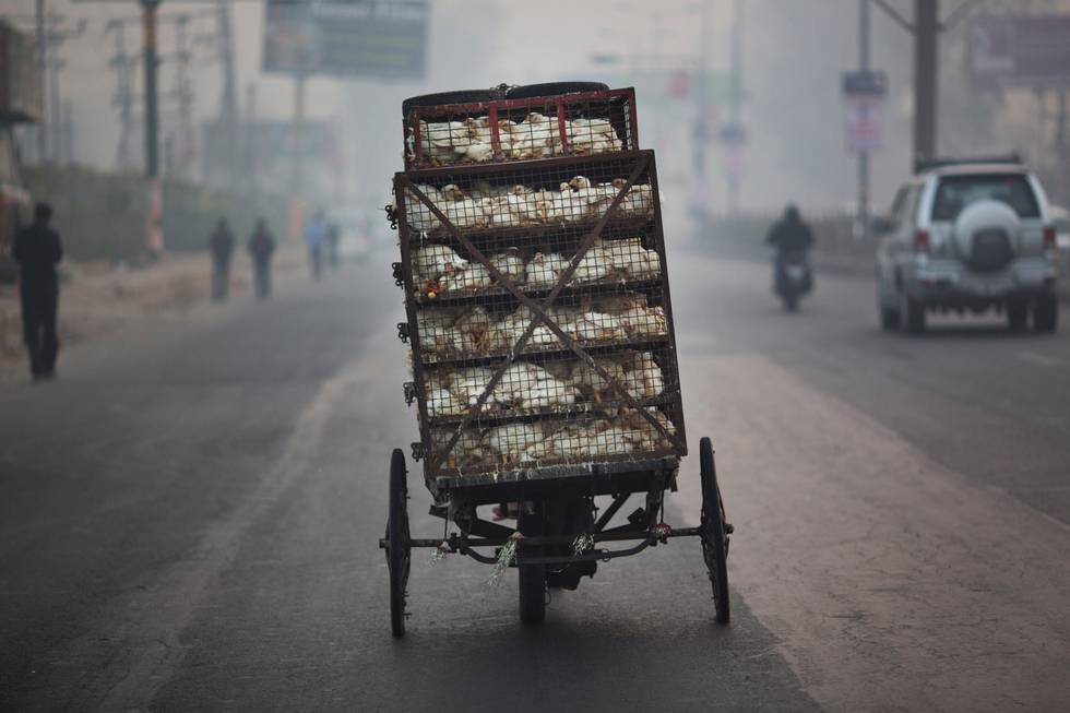 Live chickens are transported on a three-wheeler in Ghaziabad, on the outskirts of New Delhi, India, Wednesday, Feb. 24, 2016. (AP Photo/Bernat Armangue)