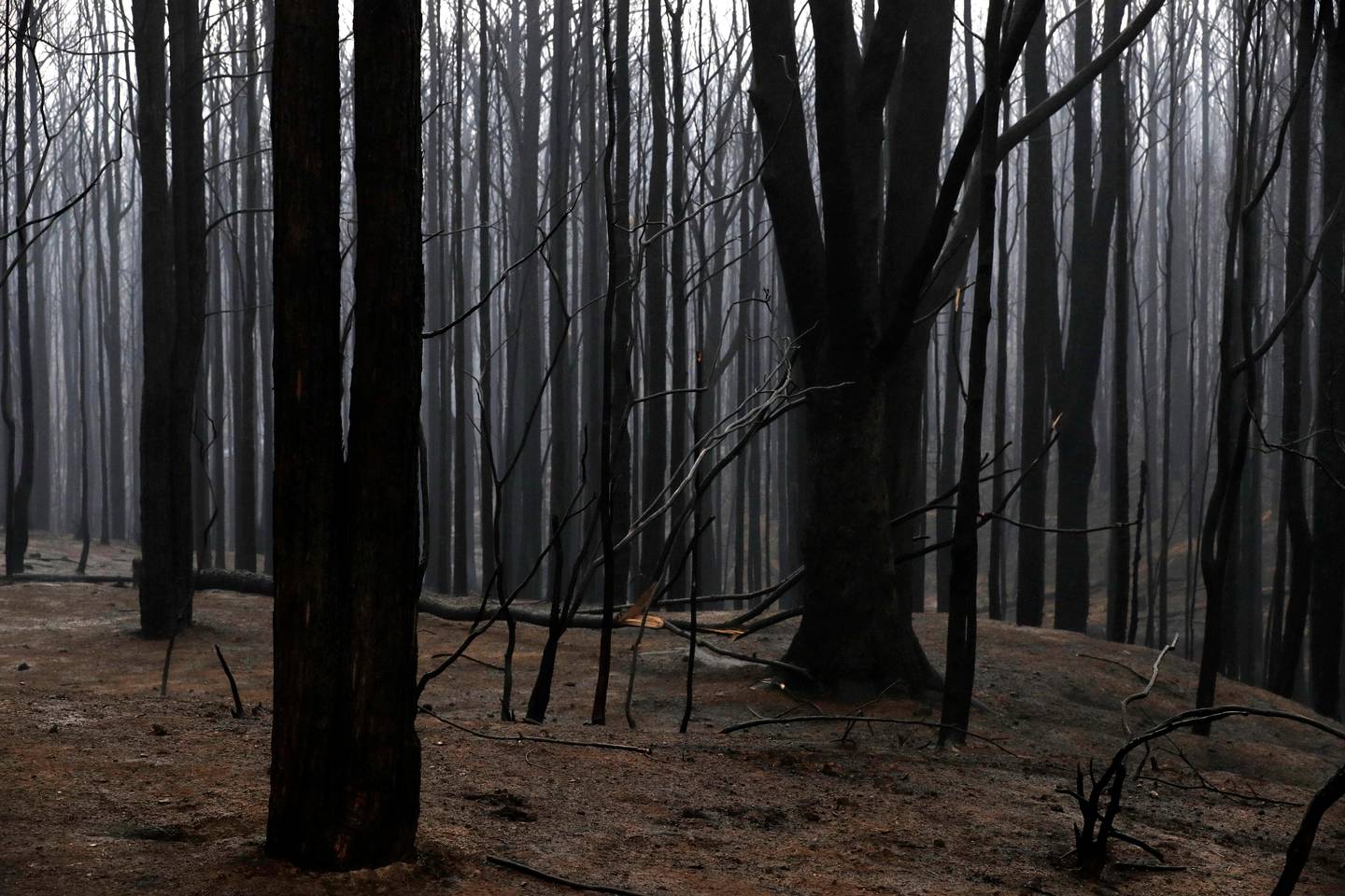 Blackened trees poke through the scorched ground after a wildfire ripped through near Kangaroo Valley, Australia, Sunday, Jan. 5, 2020. The deadly wildfires, which have been raging since September, have already burned about 5 million hectares (12.35 million acres) of land and destroyed more than 1,500 homes. (AP Photo/Rick Rycroft)