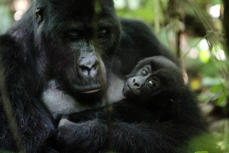 En gorillamor og hennes sønn i Kahuzi Biega naturreservat nær byen Bukavu, i Kongo. Bildet er fra mai 2004.
