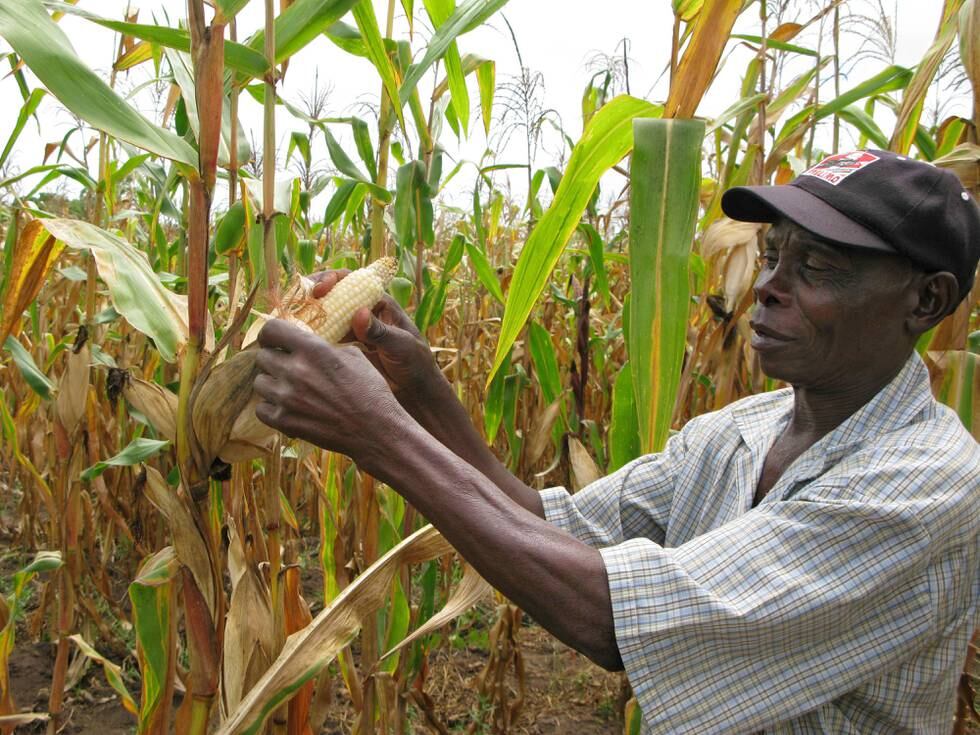 ** ADVANCE FOR USE MONDAY, MAY 23, 2011 AND THEREAFTER ** In this March 8, 2011 photo, Joseph Dzindwa, who has expanded from a one-hectare to an eight-hectare maize farm in the last few years, checks his hybrid maize crop in Catandica, Mozambique. Better seeds fueled a green revolution in Asia, but in Africa, it's a struggle to get seeds from the breeding labs into farmers fields. In Mozambique which tried and failed to run its economy on Marxist lines, it's now the turn of small-time businessmen to form part of a chain linking scientists and farmers that experts hope will help the country and the rest of Africa solve it's chronic food crises. (AP Photo/Donna Bryson)