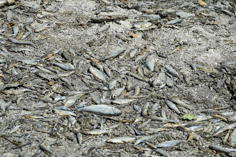 Død fisk ligger i den inntørkede elva Tille i Lux i Frankrike.