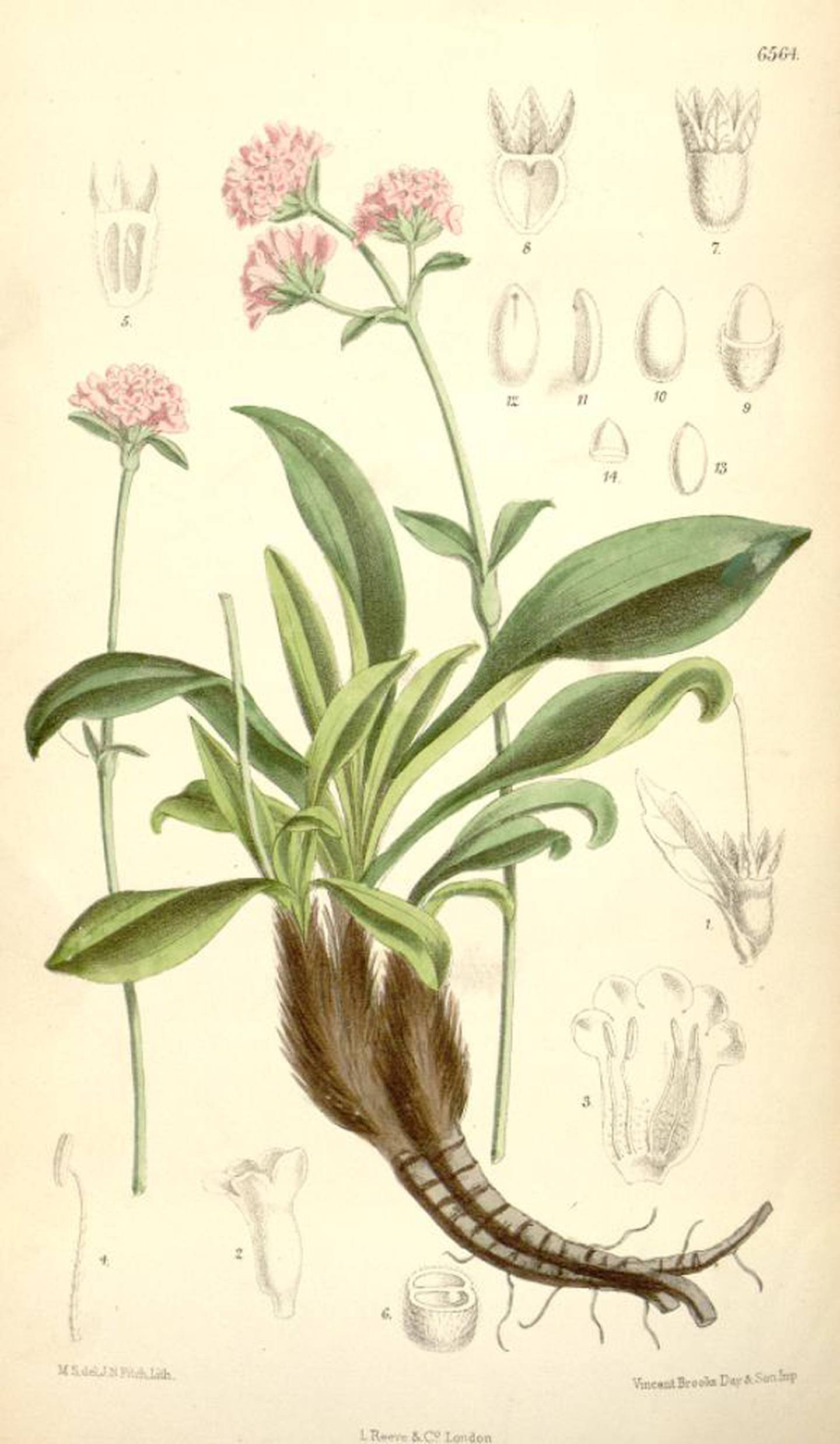 Nardostachys grandiflora i vendelrotfamilien, tegnet av Joseph Dalton Hooker (1817-1911)