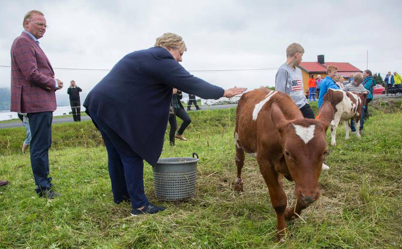 Også noen kalver på Holand utenfor Sortland var i helgen kulisser da pressen fortalte om Erna Solbergs møte med folk og dyr nordpå. Ektemann Sindre Finnes (til venstre) var også med på ferden.