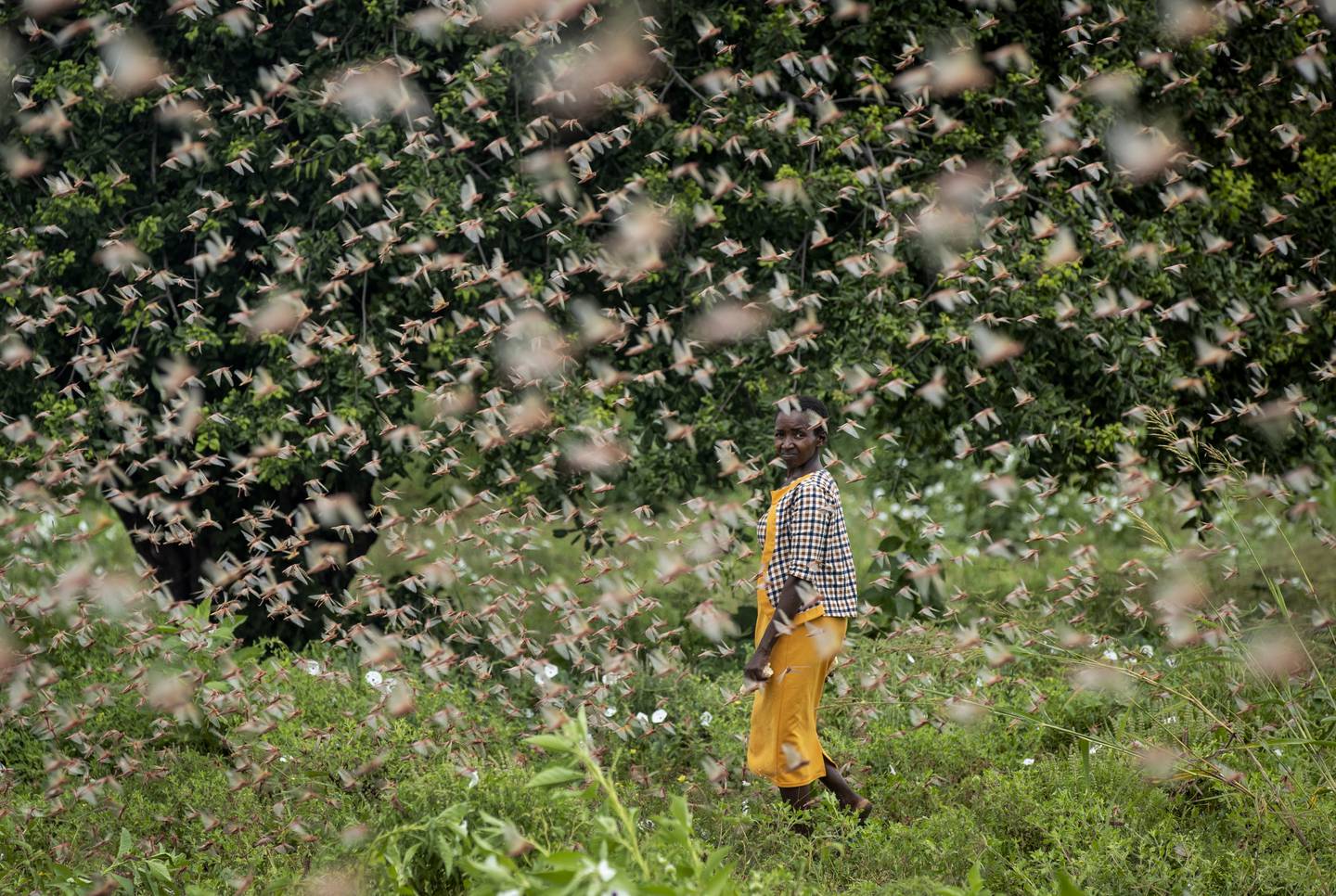 A farmer looks back as she walks through swarms of desert locusts feeding on her crops, in Katitika village, Kitui county, Kenya, Friday, Jan. 24, 2020. Desert locusts have swarmed into Kenya by the hundreds of millions from Somalia and Ethiopia, countries that haven't seen such numbers in a quarter-century, destroying farmland and threatening an already vulnerable region. (AP Photo/Ben Curtis)