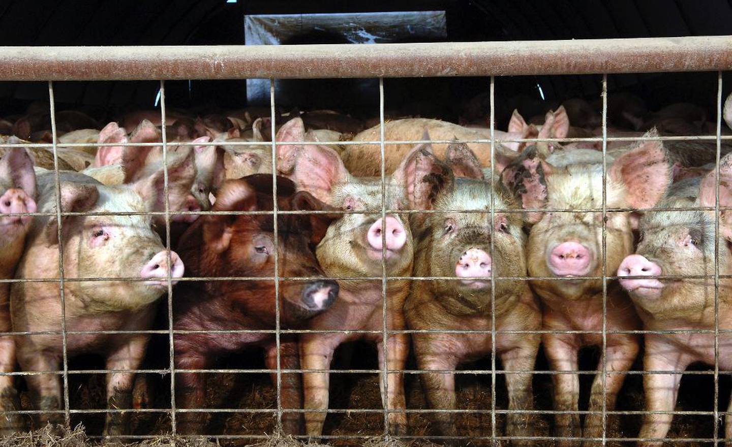 Det er berre to ribber på ein gris. Når ribba er fjerna, er det omlag nitti prosent av grisen att.