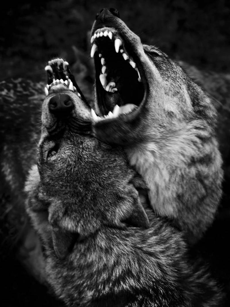 Rå natur: Bildet er hentet fra Christian Houges bildeserie Shadow Within. Ifølge fotokunstneren speiler ulvene tabuene hierarki og seksualitet.