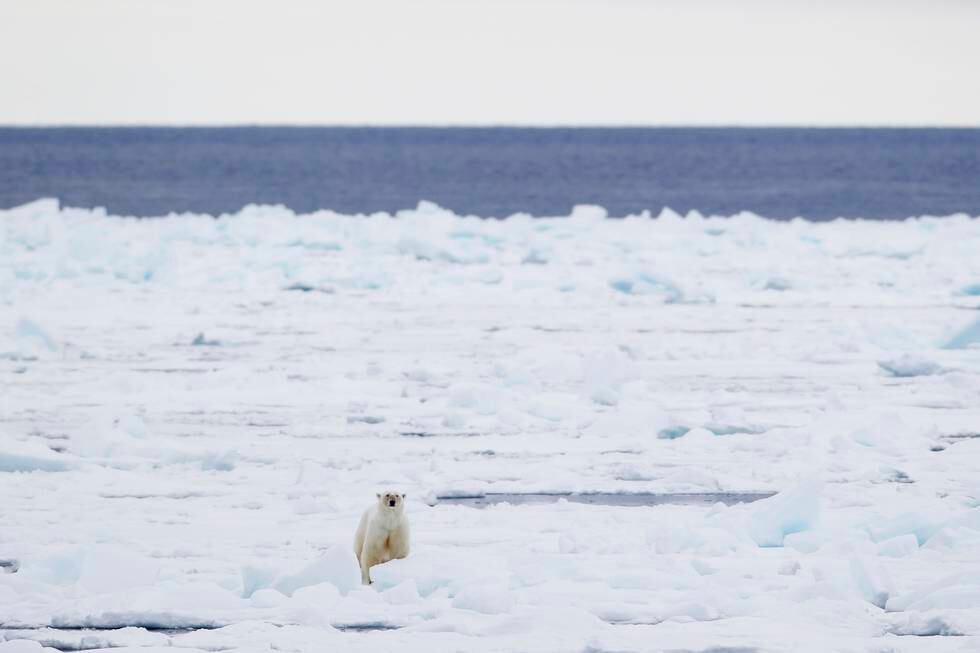 Havisen rundt Svalbard har sunket kraftig siden mai og er langt under normalen. Det er negativt for isbjørnen, som trenger isen for å overleve. 
Foto: Håkon Mosvold Larsen / NTB