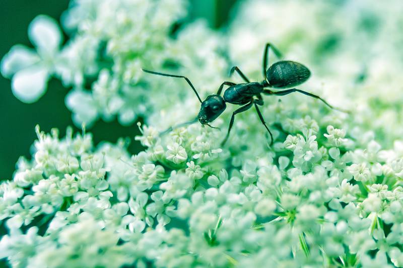– Vi liker mauren, og vi misliker den, avhengig hvor vi møtes, skriver Olav Egil Aune. Han har lest boka Maurenes kulturhistorie. 