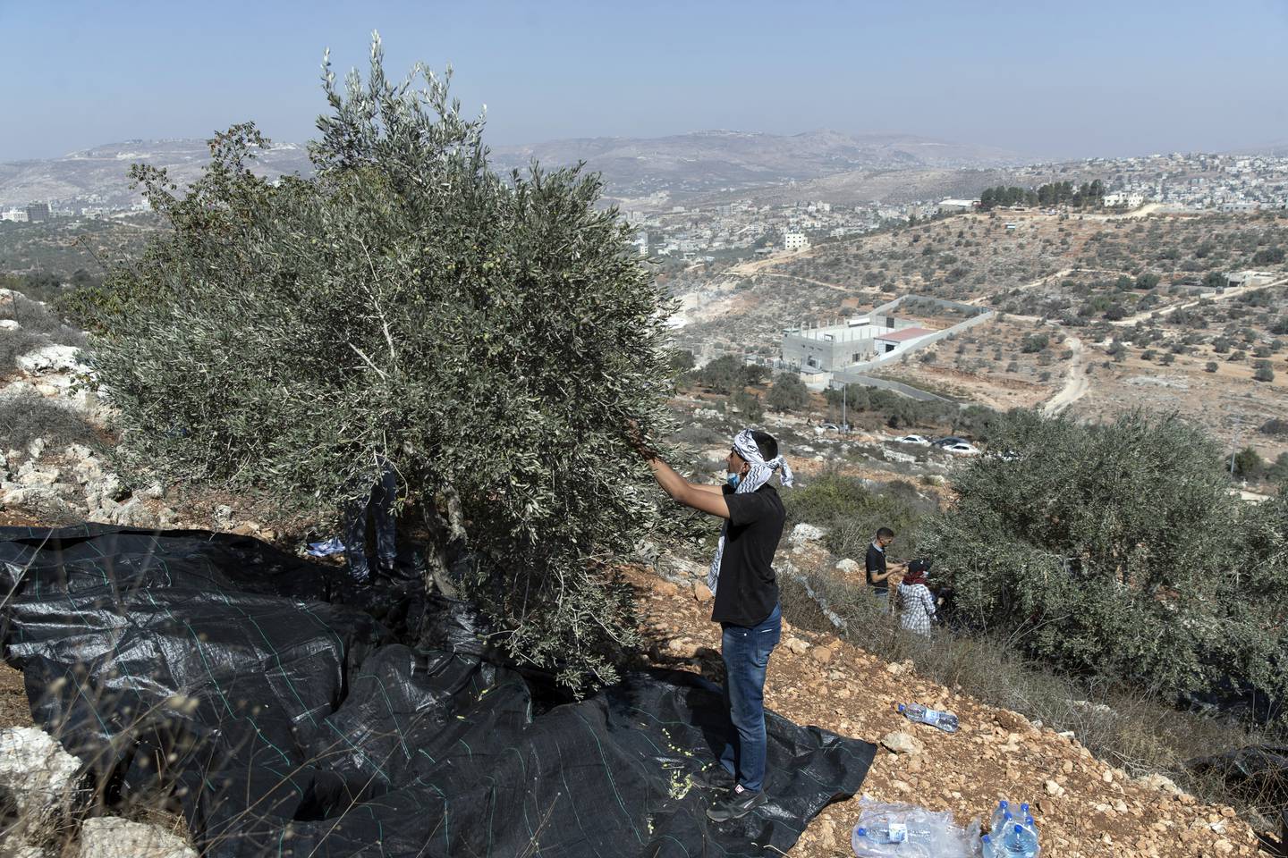 Volunteers harvest olive trees during a Palestinian Authority campaign to help farmers targeting Palestinian lands that are adjacent to Israeli settlements and outposts, during the olive harvest season, in the West Bank village of Beita, east of Nablus, Sunday, Oct. 10, 2021. (AP Photo/Nasser Nasser)