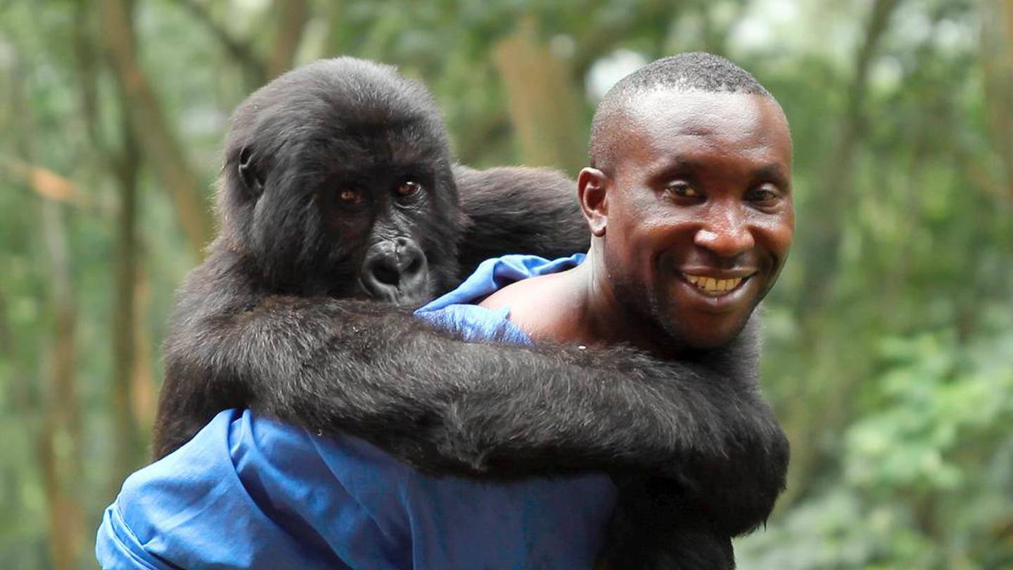 Netflix-dokumentaren «Virunga» fortalte om mennesker som setter livet på spill for å bevare nasjonalparken. Her sitter en av de sjeldne fjellgorillaene på ryggen til en av dyrepasserne, Andre Bauma.
